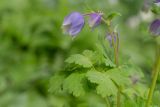 Aquilegia glandulosa