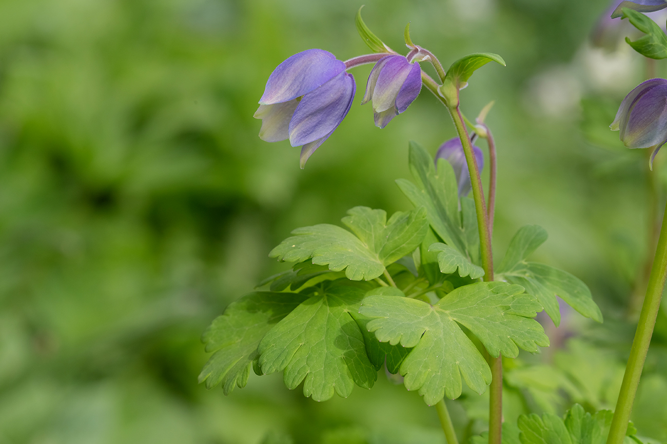 Image of Aquilegia glandulosa specimen.