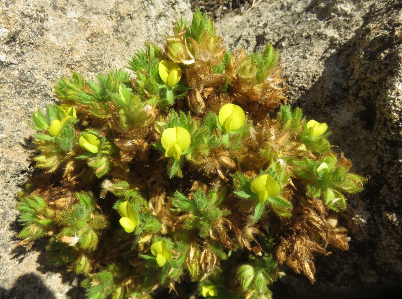 Image of Ononis pubescens specimen.