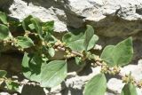 genus Parietaria