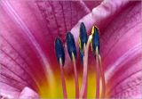 Hemerocallis × hybrida
