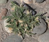 род Astragalus