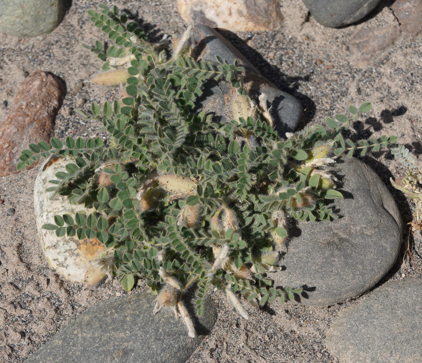 Изображение особи род Astragalus.