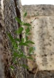 Scrophularia rupestris