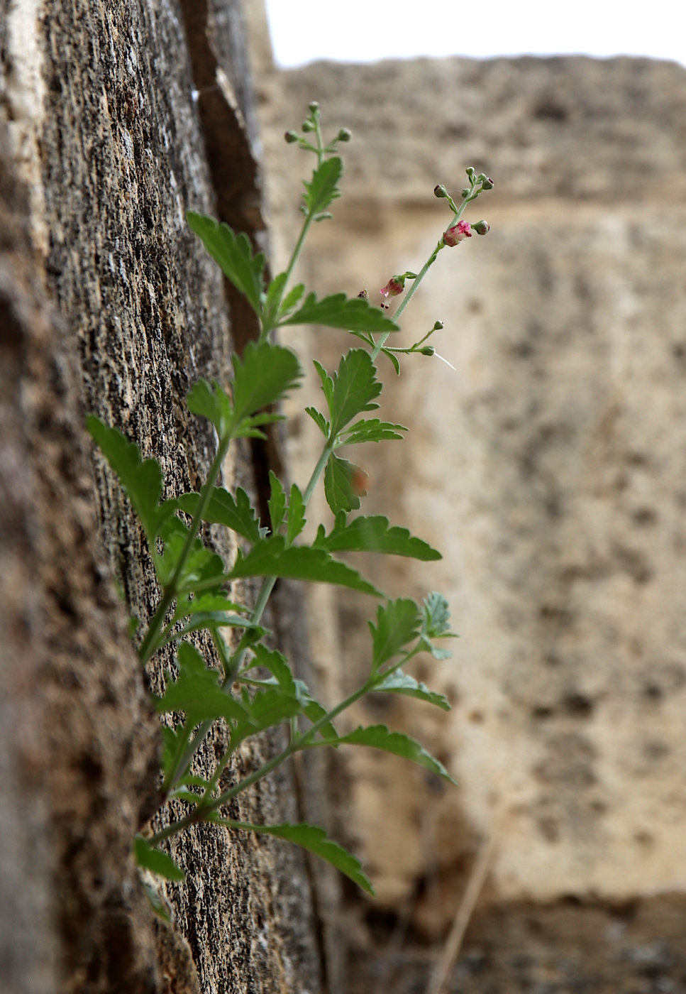 Image of Scrophularia rupestris specimen.