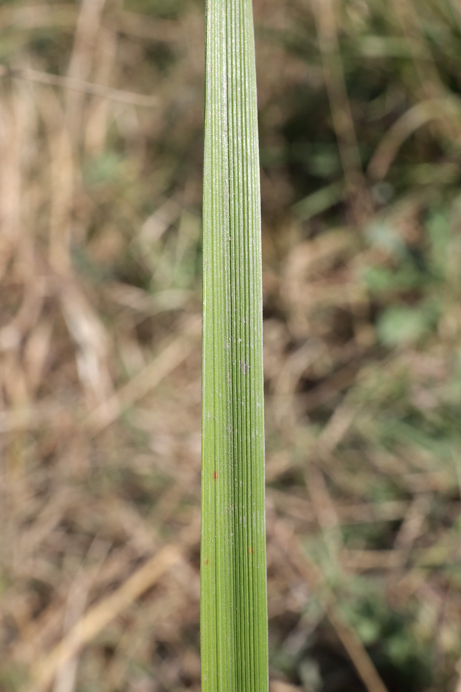 Изображение особи Festuca arundinacea.