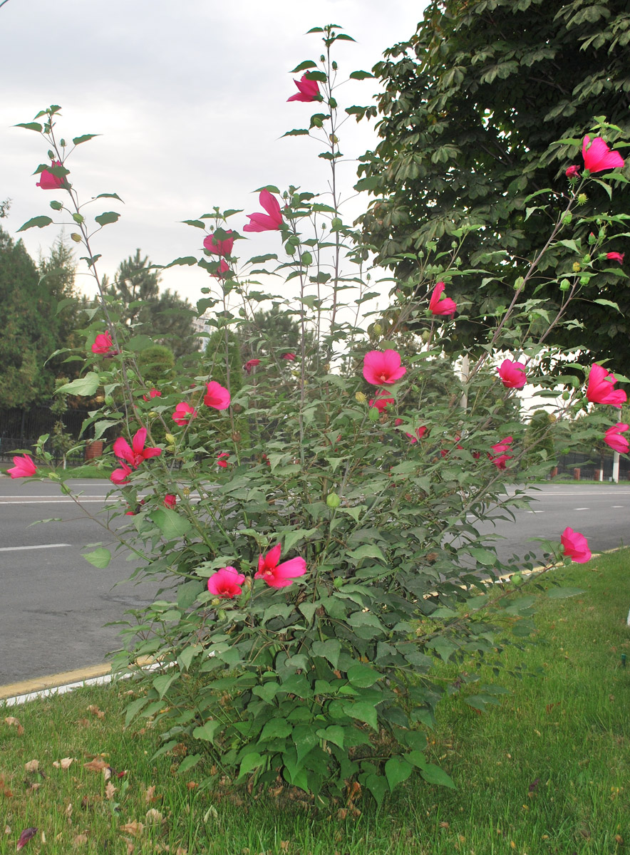 Image of Hibiscus &times; hybridus specimen.