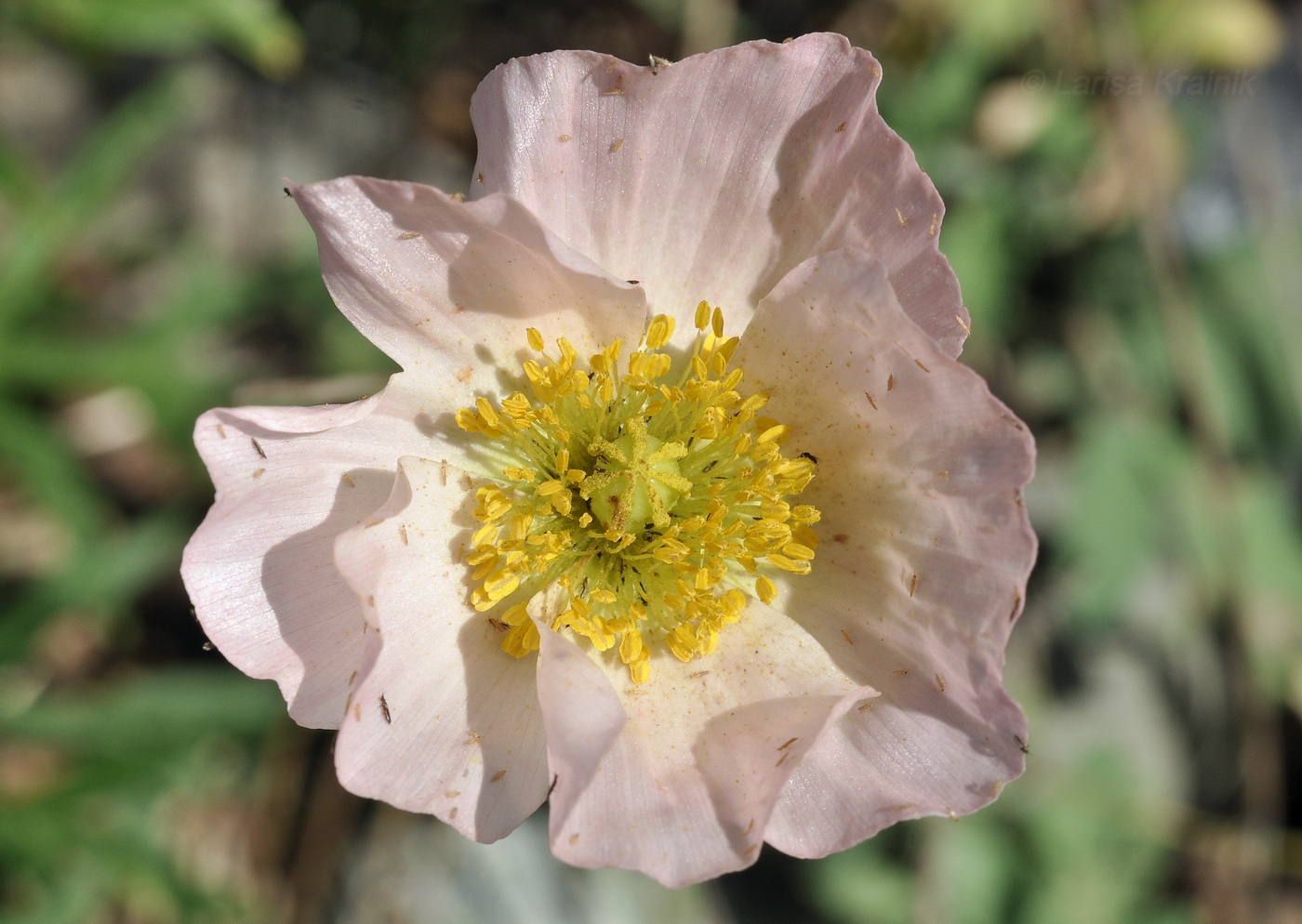 Изображение особи Papaver sokolovskajae.