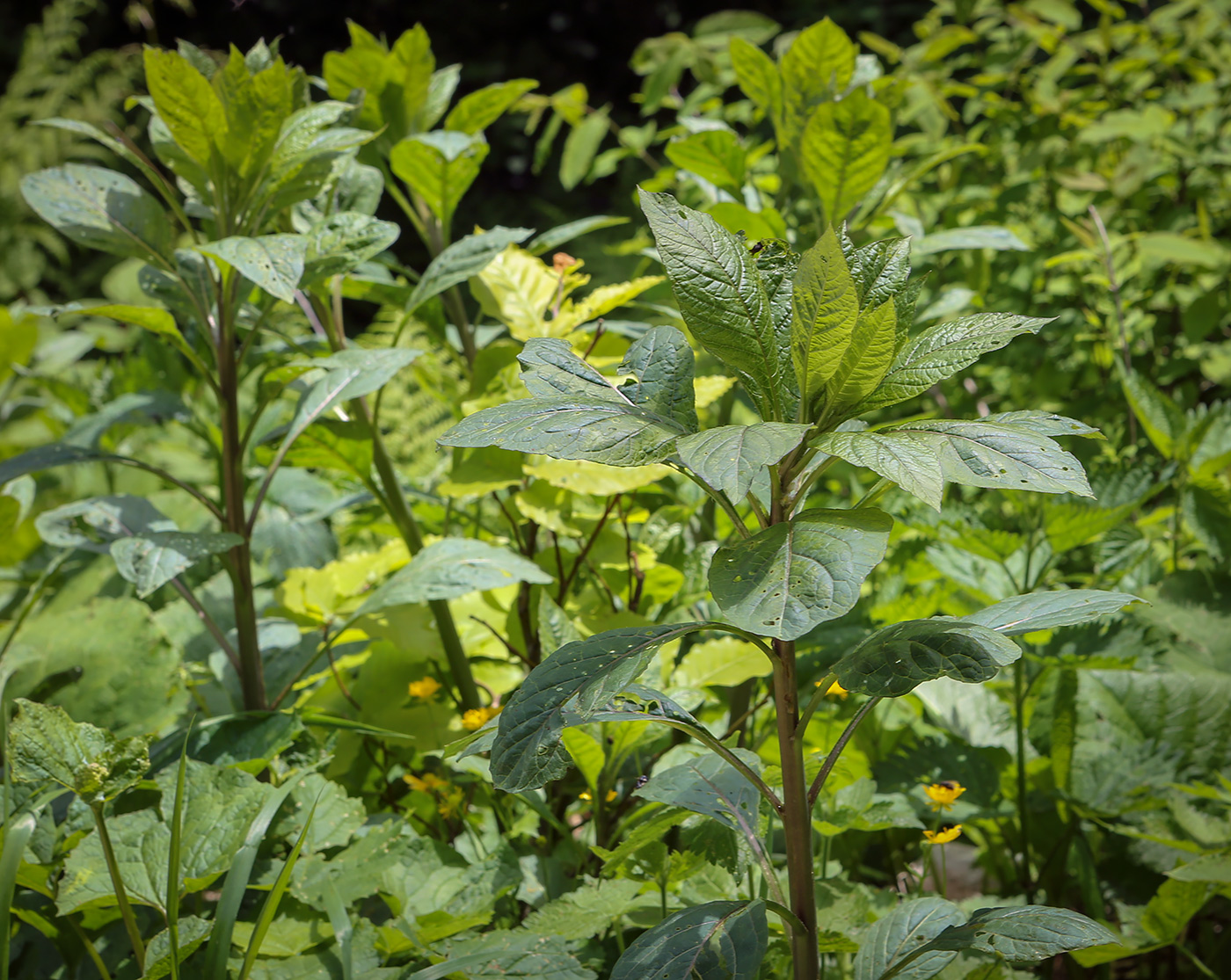 Изображение особи Atropa bella-donna.