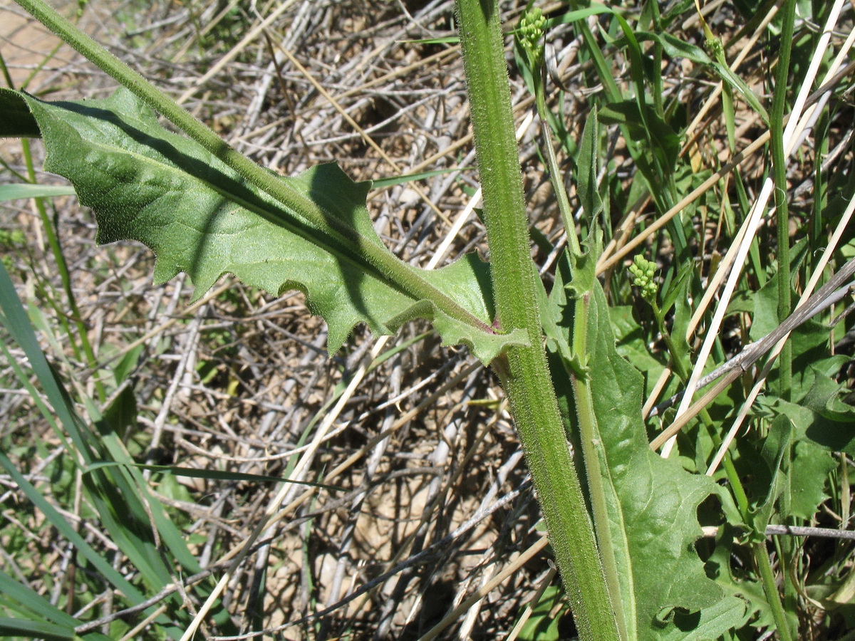 Image of Crepis pulchra ssp. turkestanica specimen.