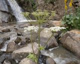 View full-size image Heracleum asperum