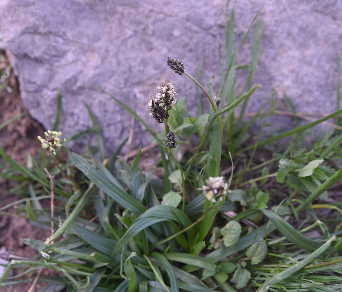 Изображение особи Plantago atrata.