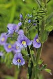 Veronica gentianoides
