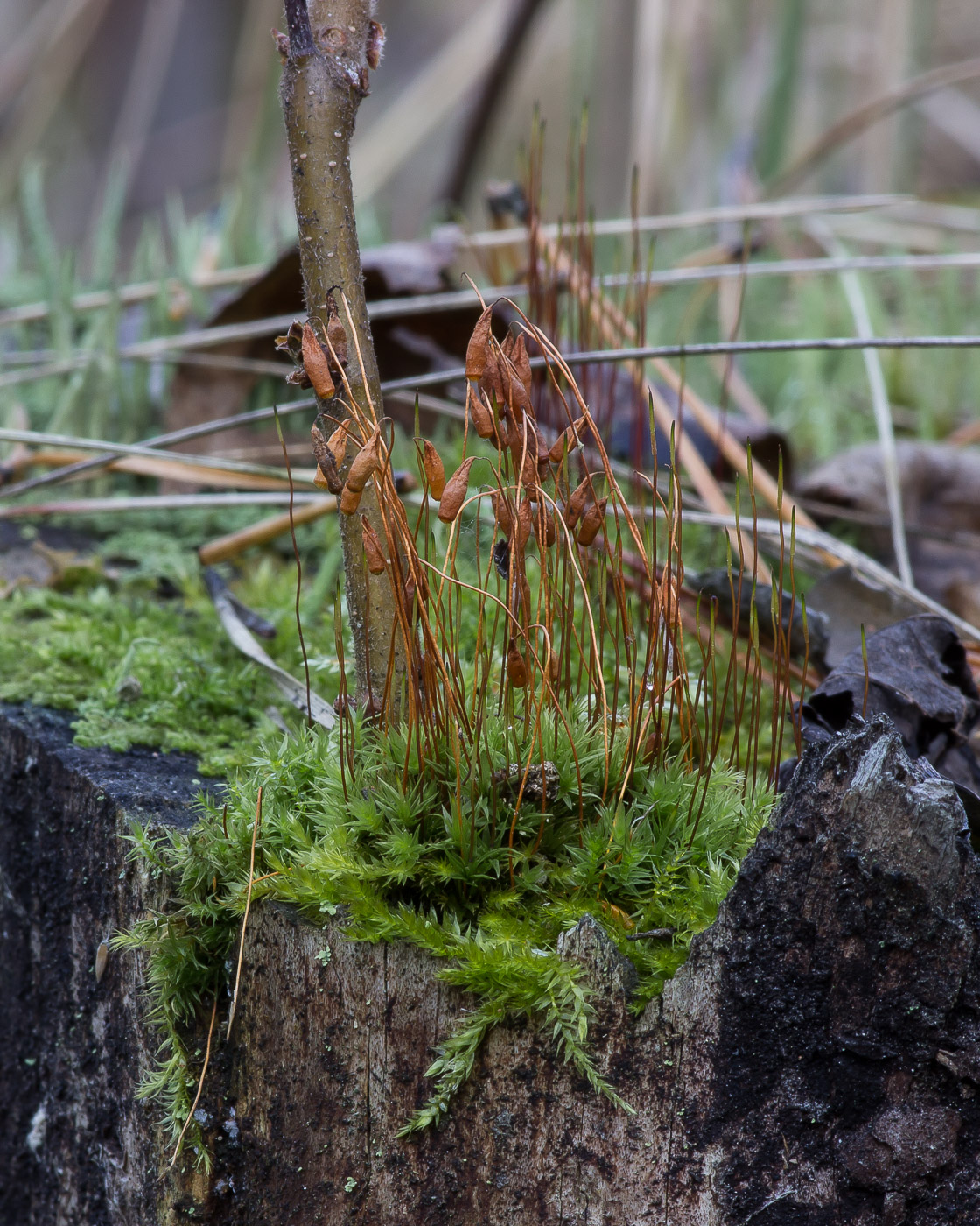Image of Pohlia nutans specimen.