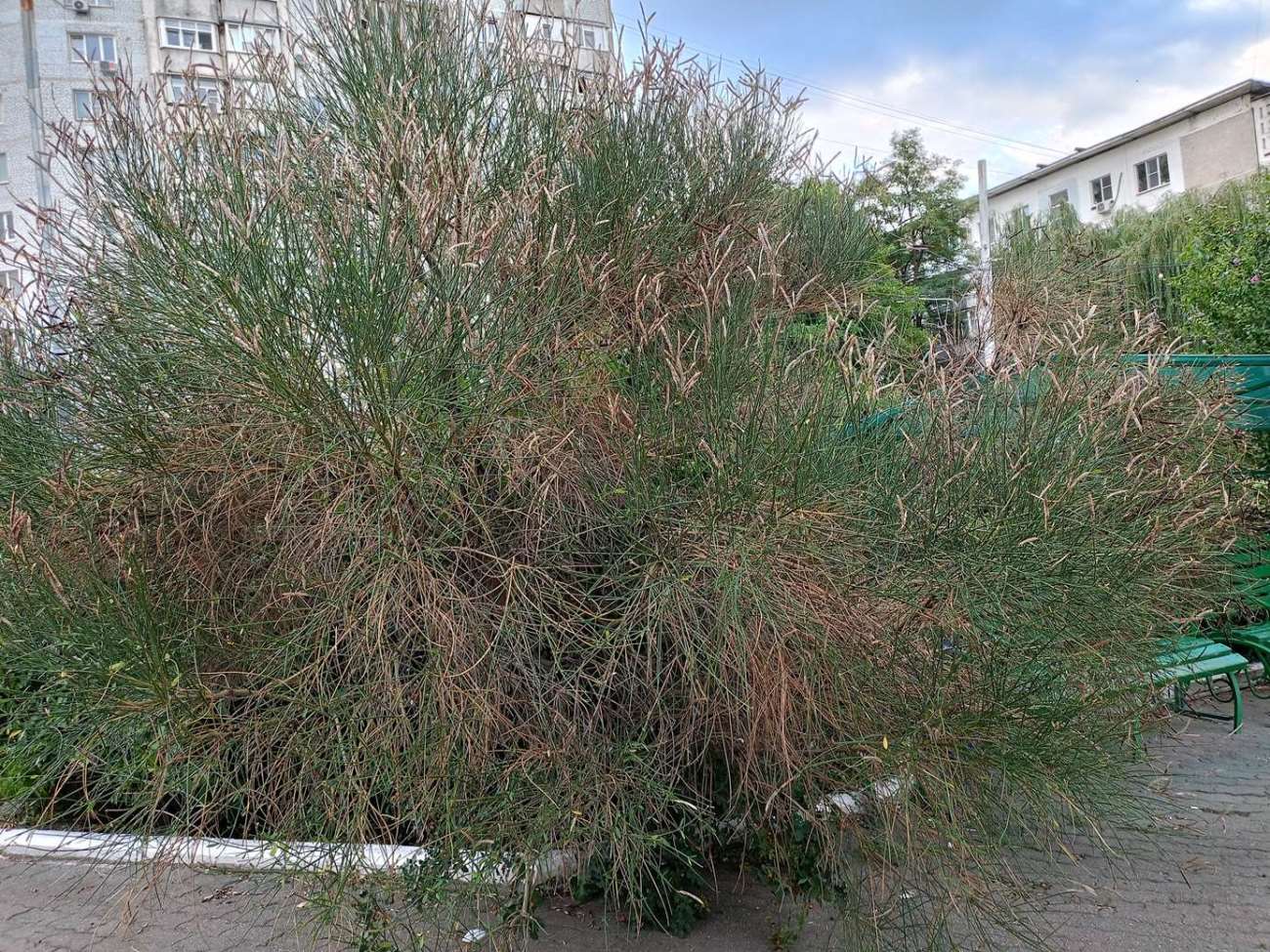 Изображение особи Spartium junceum.