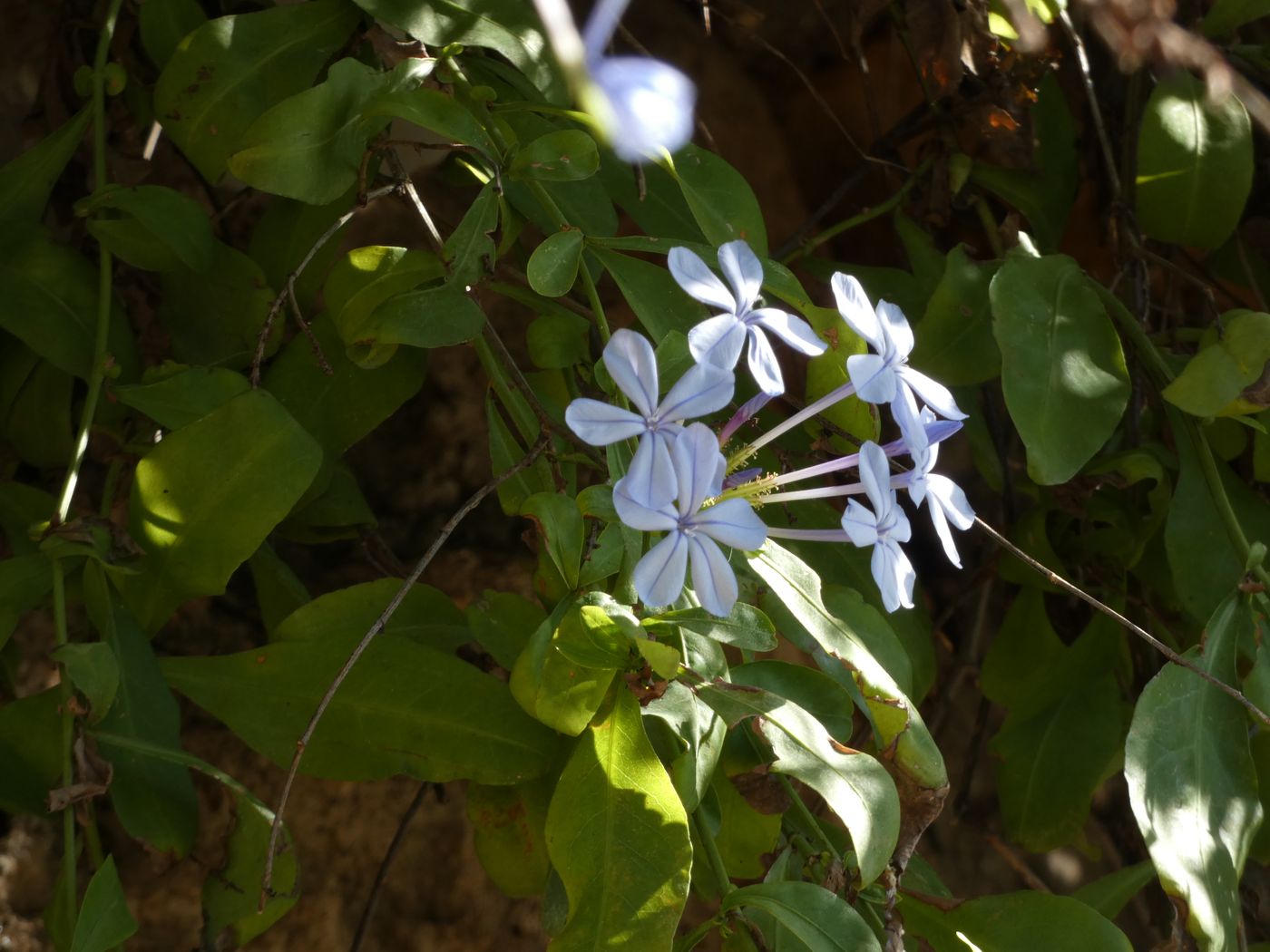 Изображение особи Plumbago auriculata.