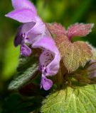 Lamium purpureum. Цветки и лист. Крым, окр. г. Судак, с.-в. склон горы Перчем, обочина грунтовой дороги. 23.04.2025.