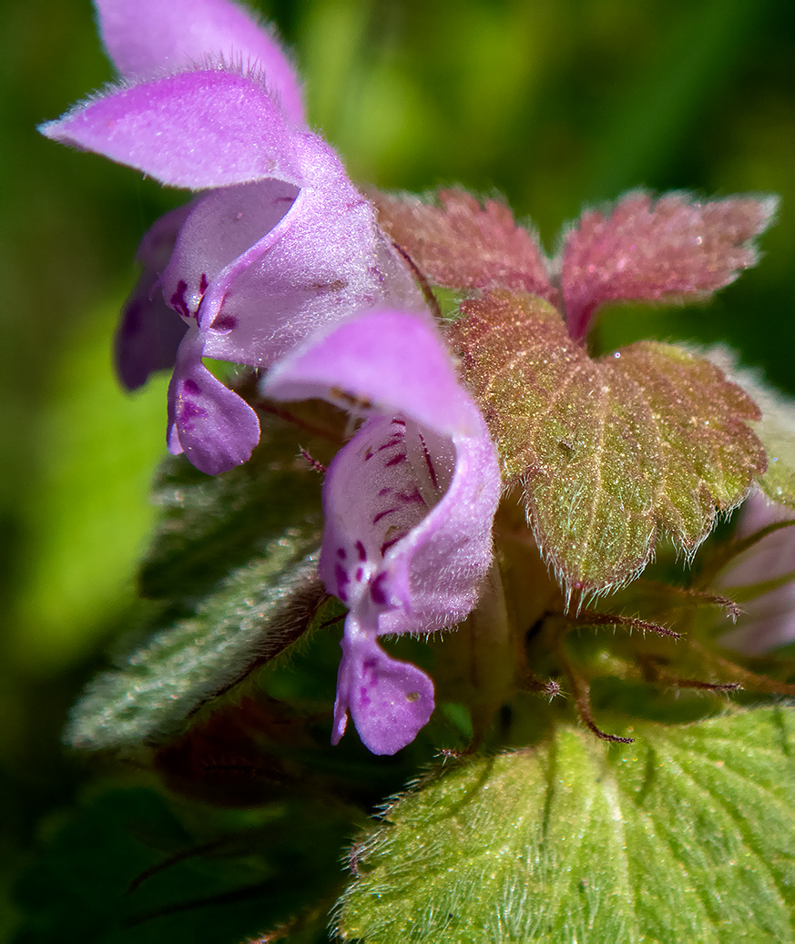 Изображение особи Lamium purpureum.