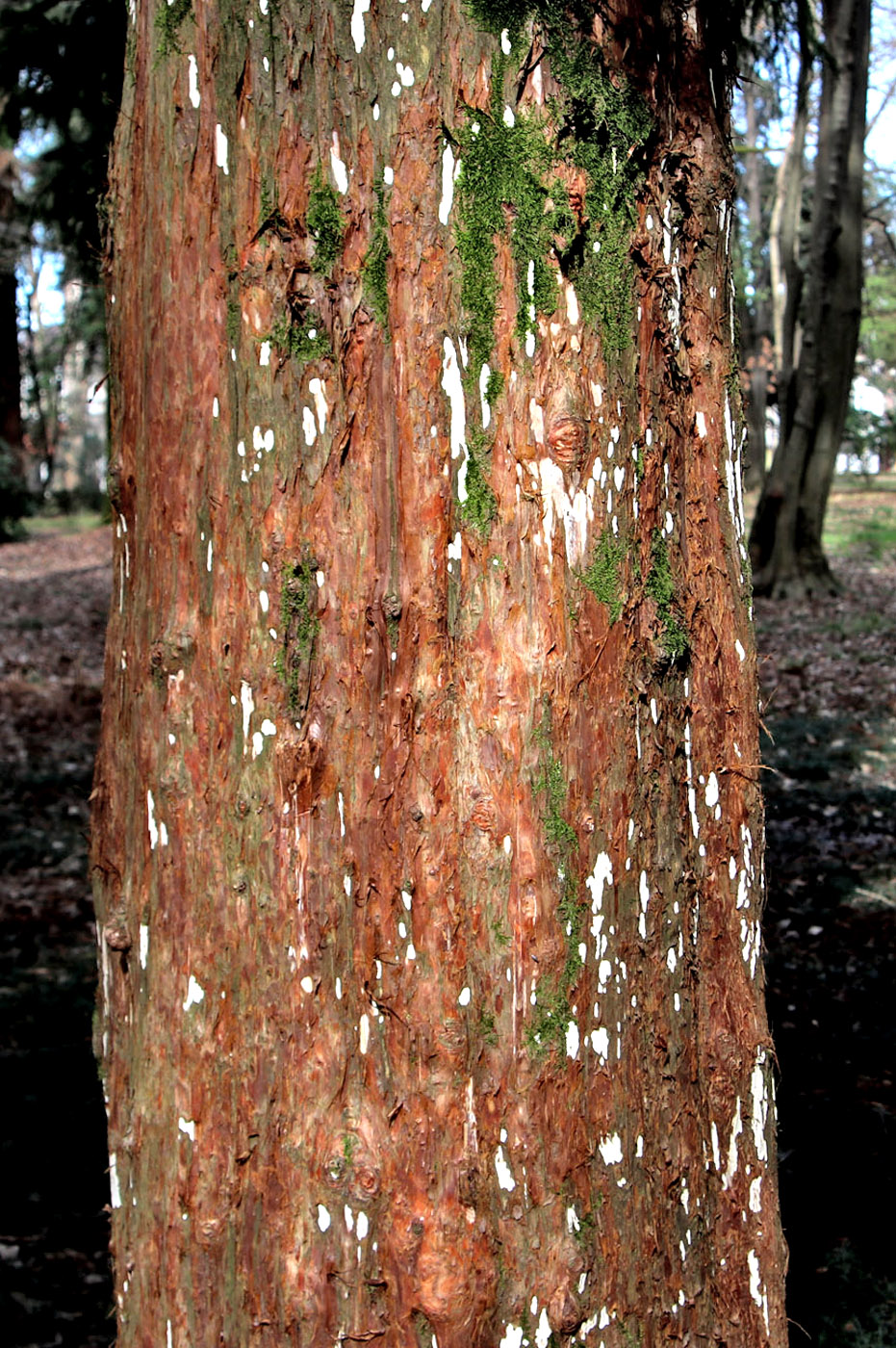 Изображение особи Cryptomeria japonica.
