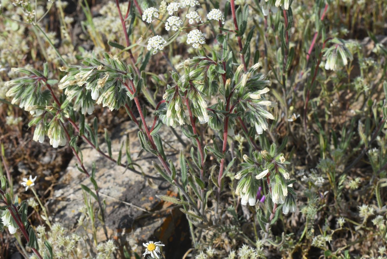 Изображение особи род Onosma.