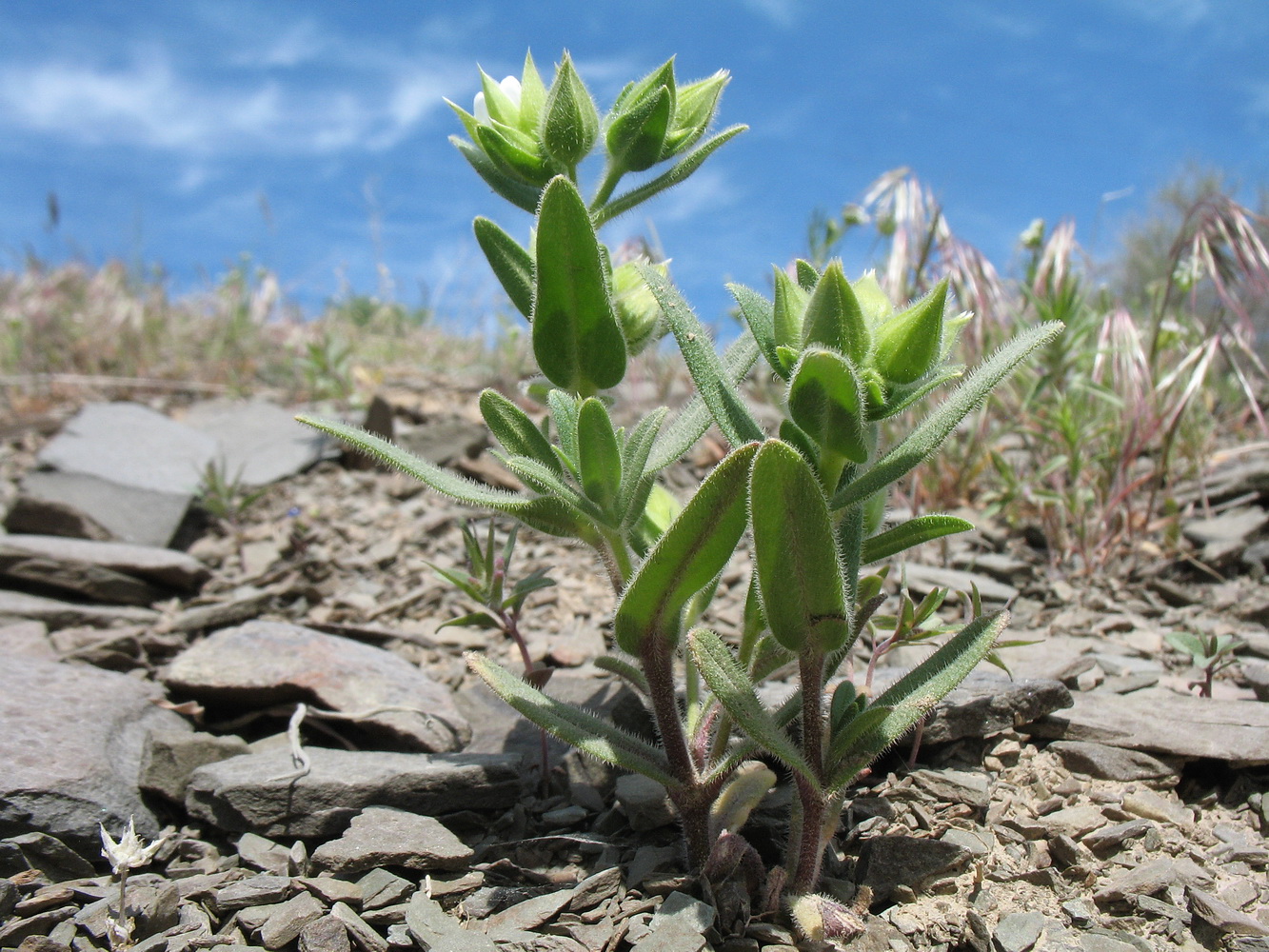 Image of Cerastium inflatum specimen.