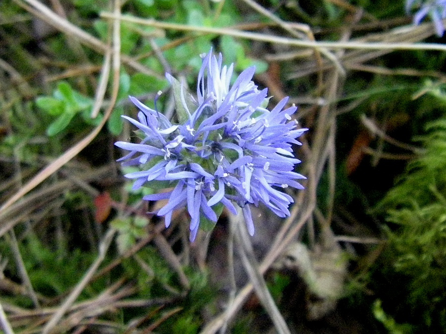 Image of Jasione crispa specimen.