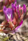 Astragalus buschiorum
