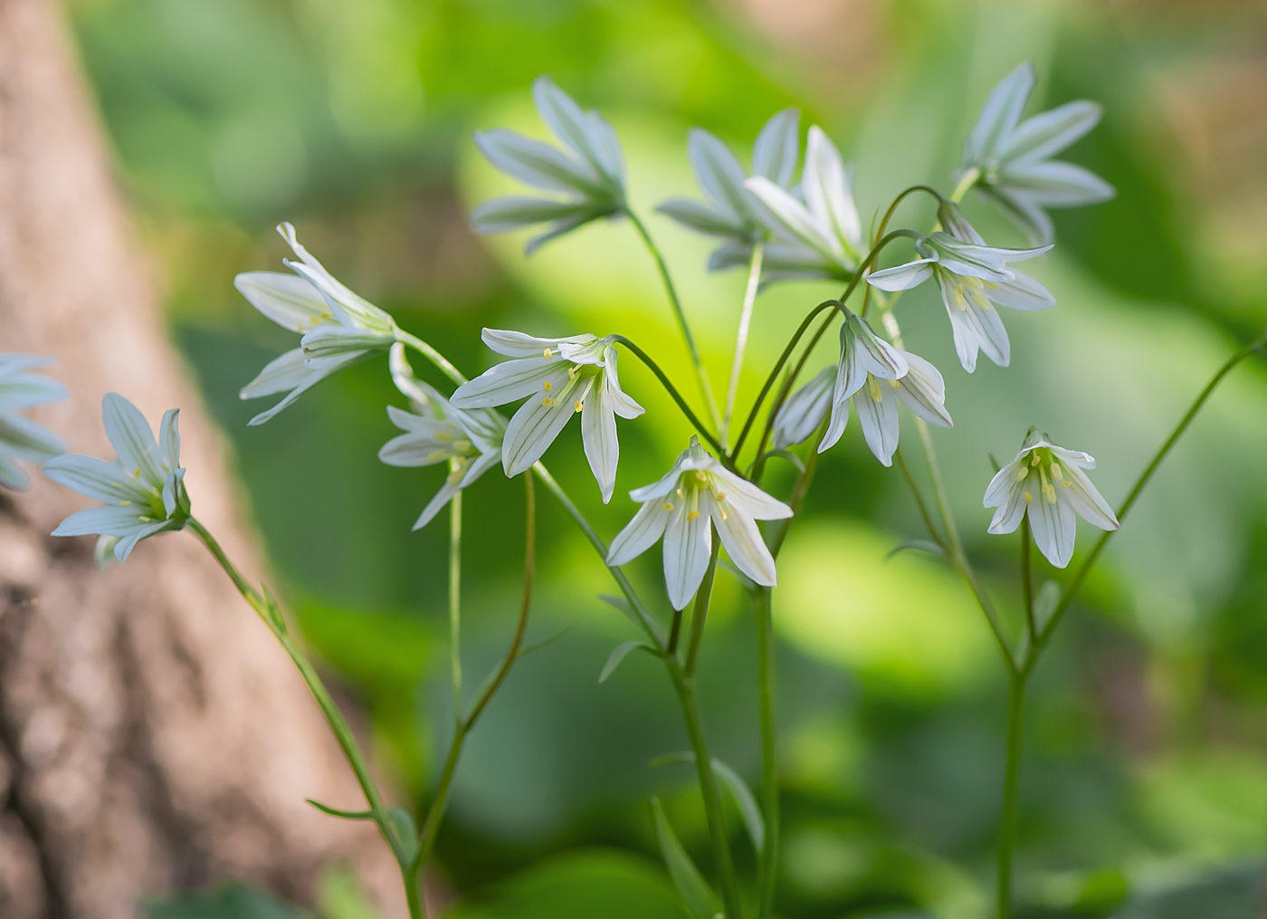 Изображение особи Lloydia triflora.