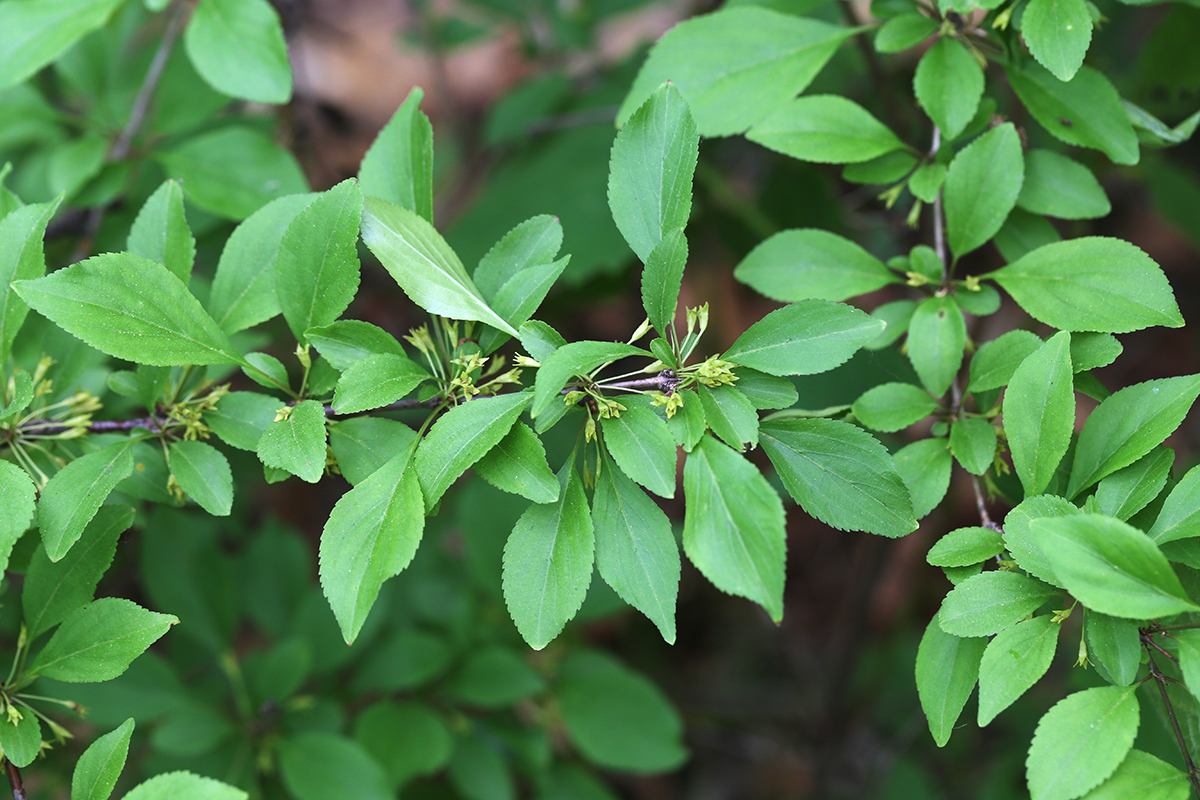 Изображение особи Rhamnus diamantiaca.