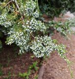 Juniperus virginiana. Верхушка ветви с незрелыми шишкоягодами. Волгоград, ул. Бутурлиновская. 17.06.2026.
