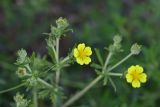 genus Potentilla. Верхушка цветущего растения. Грузия, край Самцхе-Джавахети, окраина с. Тмогви, окр. южного берега оз. Цунда, горная степь. 8 июня 2026 г.
