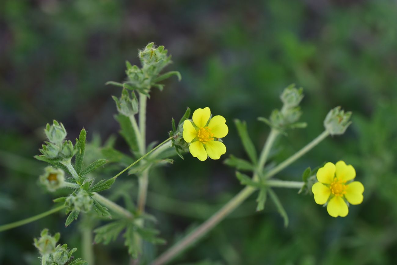 Image of genus Potentilla specimen.