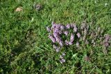 genus Thymus