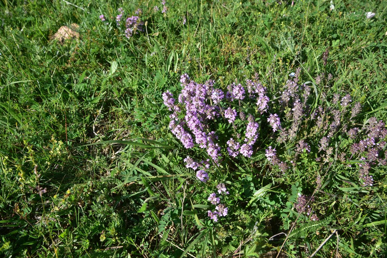 Image of genus Thymus specimen.