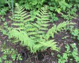 Dryopteris marginalis. Взрослое растение. Московская обл., Щёлковский р-н, в культуре. 26.07.2026.