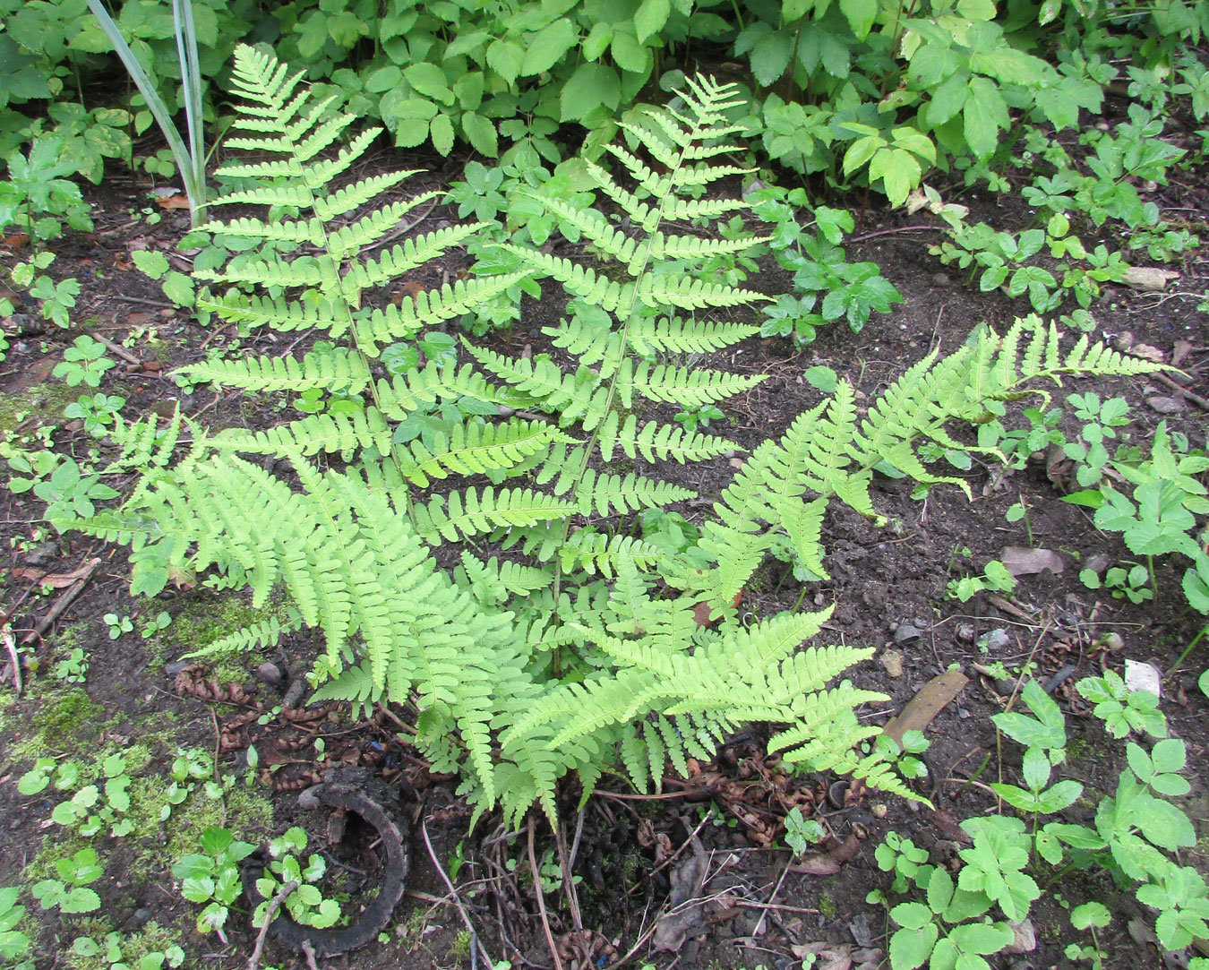 Изображение особи Dryopteris marginalis.