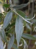 Salix alba. Побег. Псков, дендропарк. 07.06.2025.