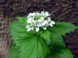 Alliaria petiolata
