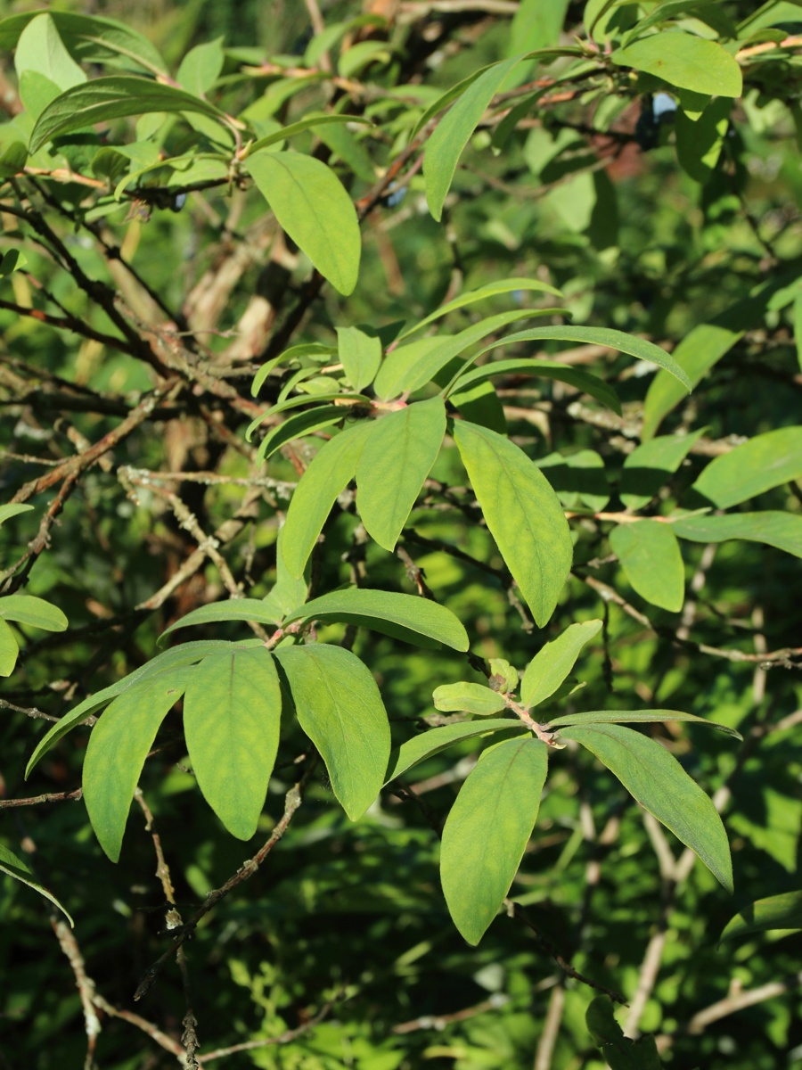 Изображение особи Lonicera edulis.