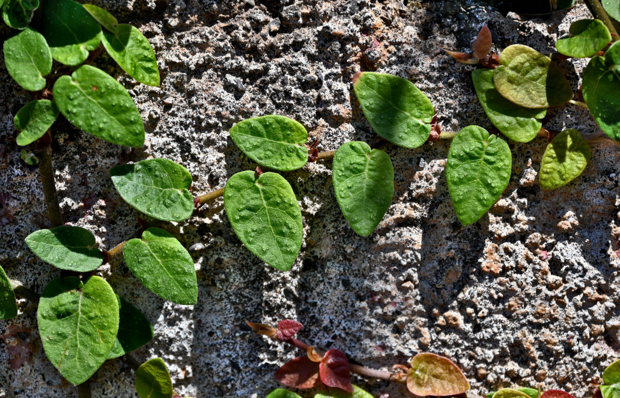 Image of Ficus pumila specimen.