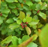 Frangula alnus. Верхушка плодоносящей веточки в росе. Смоленская обл., Вяземский р-н, окр. дер. Савино, кустарник у тропы. 22 августа 2026 г.