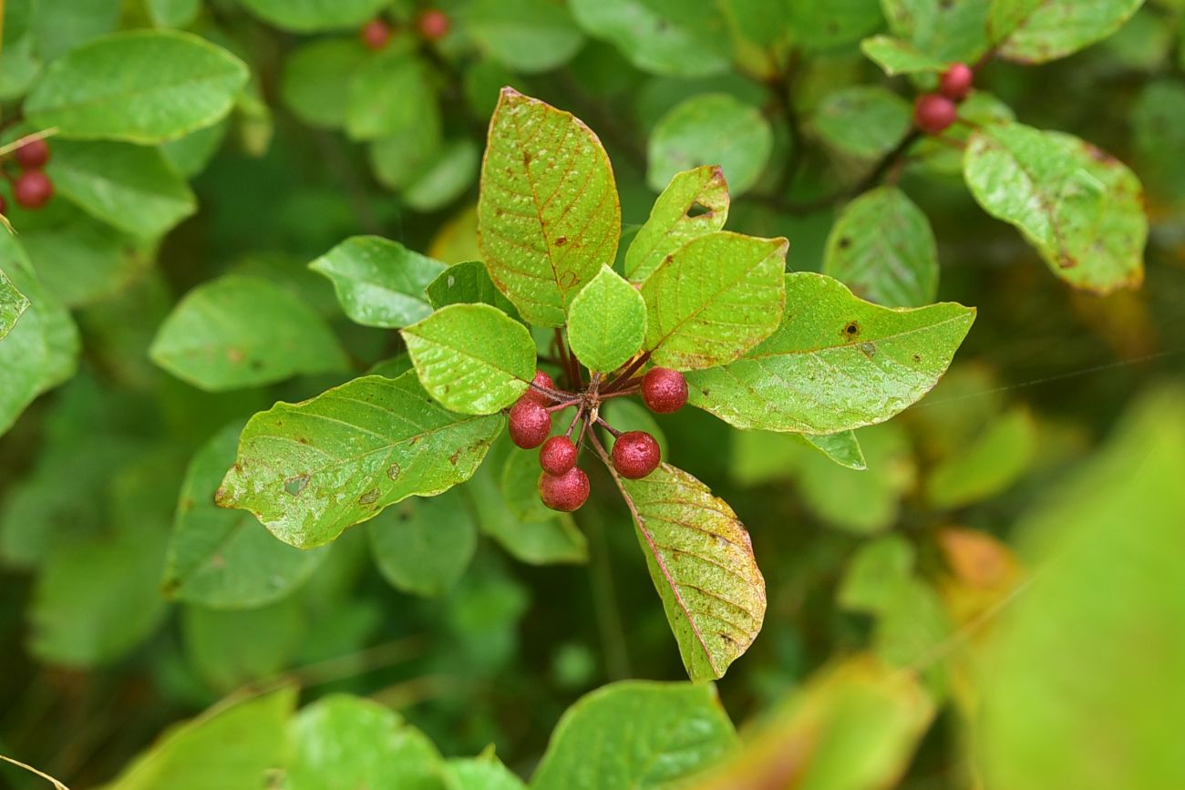Изображение особи Frangula alnus.