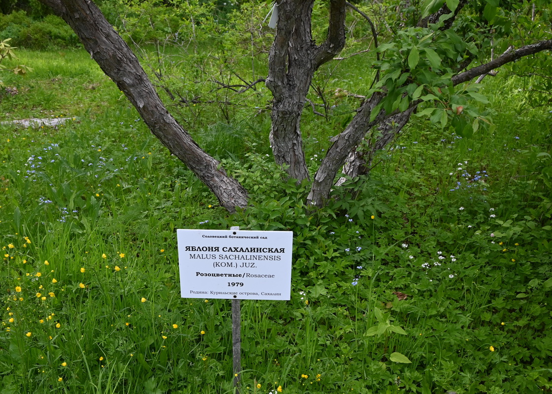 Image of Malus mandshurica specimen.