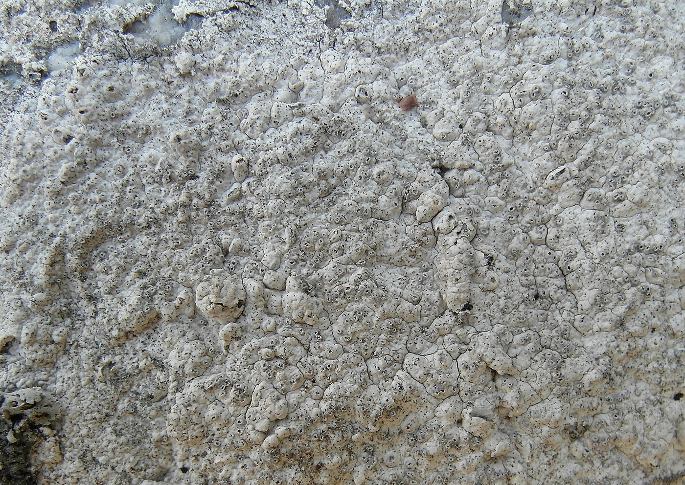 Image of genus Aspicilia specimen.