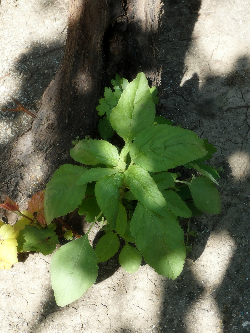 Image of Amaranthus retroflexus specimen.