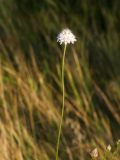 unknown species. Побег с соцветием. Республика Молдова, муниципалитет Кишинёв, г. Кодру, пустырь. 30 июля 2026 г.