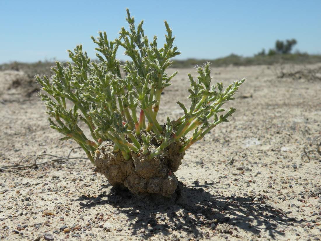 Image of Anabasis brachiata specimen.