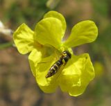Raphanus raphanistrum. Цветок c кормящейся журчалкой (Sphaerophoria). Ярославская обл., Некрасовский р-н, дер. Чёрная Заводь, обнажённый песчаный грунт. 03.09.2009.