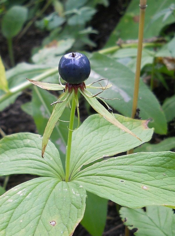 Изображение особи Paris quadrifolia.