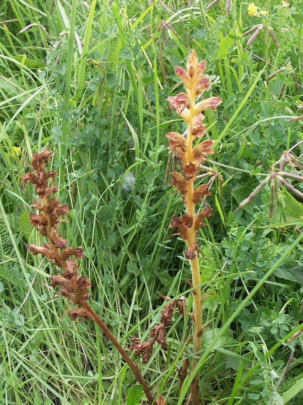 Image of Orobanche gracilis specimen.